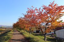 余市川桜づつみの写真