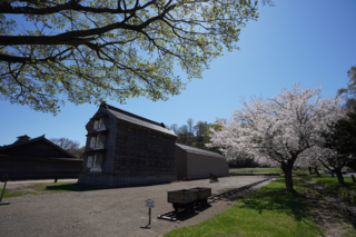 旧余市福原漁場の桜