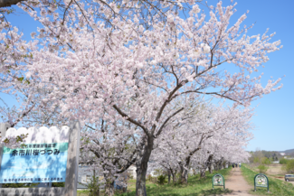 余市川桜づつみ