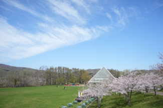 円山公園の桜