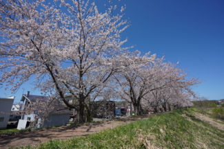 余市川桜づつみ