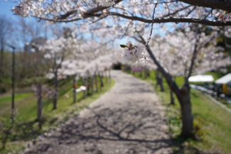 円山公園の桜