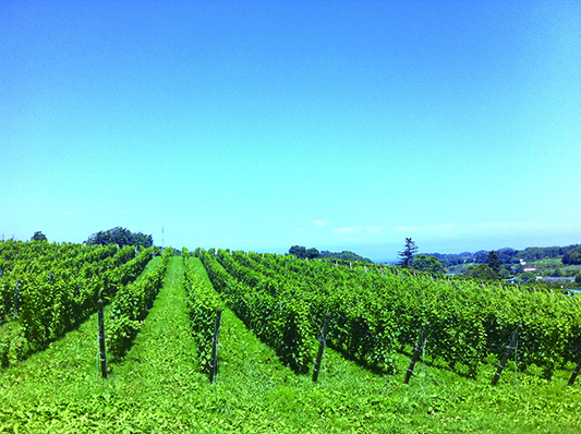 Domaine Takahiko