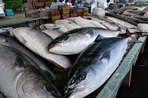 水産物、ブリの写真