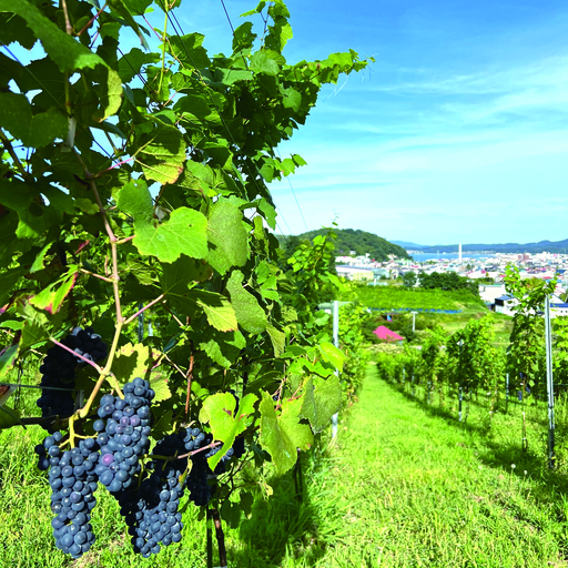 Misono Vineyard